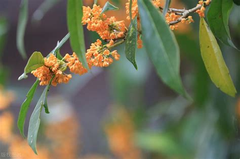 桂花繁殖方法|桂花栽培技术理论与实践